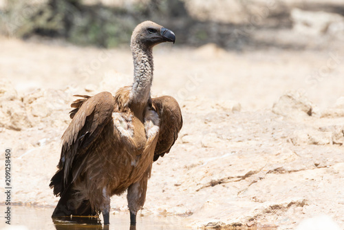 Fotografie African White-backed vulture Gyps africanus) Kgalagadi Transfrontier Park, Kalahari, Northern Cape, South Africa