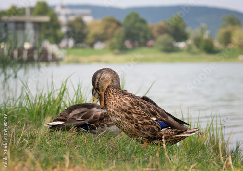 Photography Close up side view of a female mallard duck preening its feathers on a grassy la