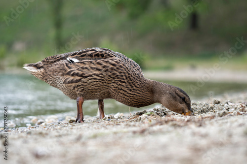 Obraz na płótnie Close up side view of a female mallard duck foraging on a pebbly lake shore