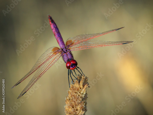 Red dragonfly perched on a dry plant stem with soft background.