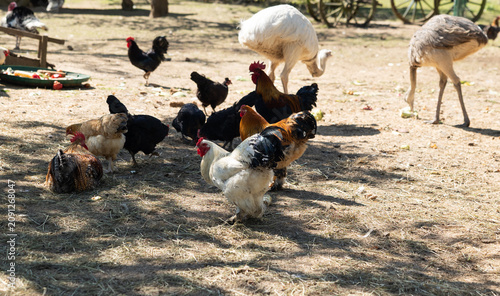 Obraz na plátně An outdoor enclosure with chickens, a rooster, and rheas, animal farming