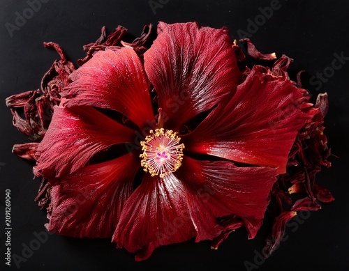 dried red hibiscus flowers arranged on black background