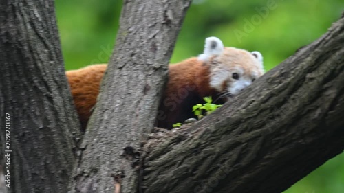 Adorable Red Panda Climbing a Tree Trunk Against a Vibrant Green Background