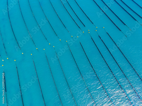 Mussel farm located in the ocean with lines and floats visible under sunlight during a clear day