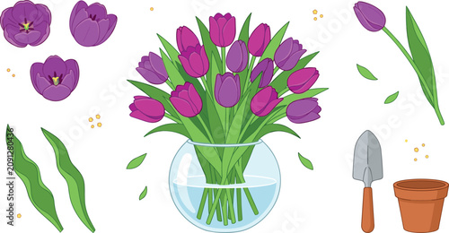 Bild auf Leinwand Beautiful purple tulip bouquet in glass vase vector illustration set with separa