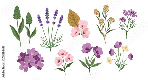 Collection of hand-drawn floral elements featuring lavender stalks and various colorful wildflowers for botanical designs.