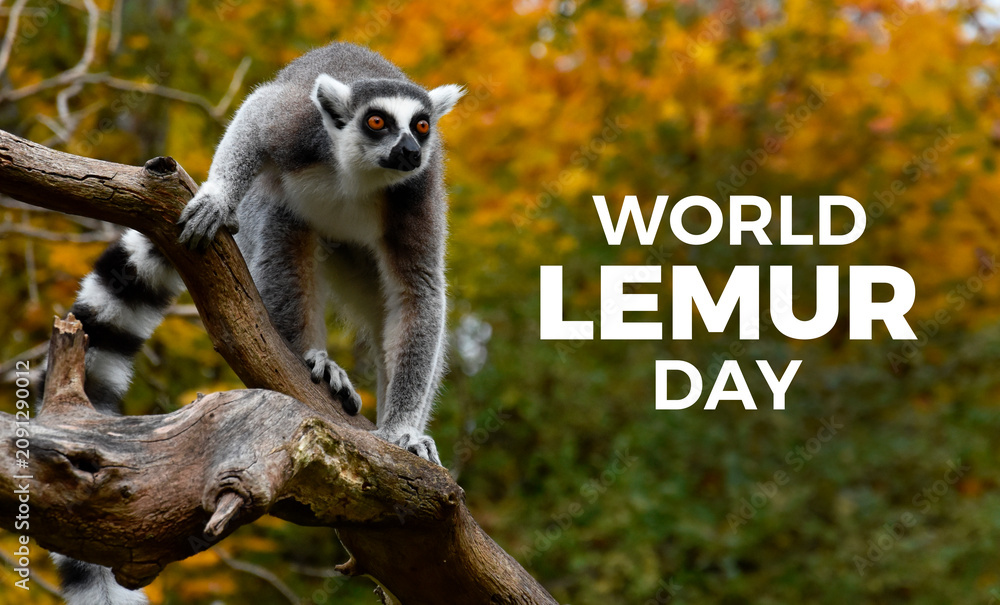 Fototapeta premium World Lemur Day poster stock photo images. Ring-tailed lemur on the tree photo stock. Template for background, banner, card. Last Friday of October. Important day