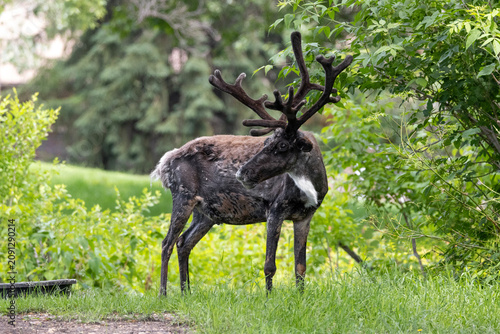 reindeer standing in green forest with large antlers