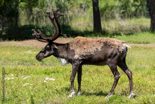 side profile reindeer with antlers