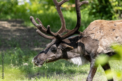close up caribou head and antlers