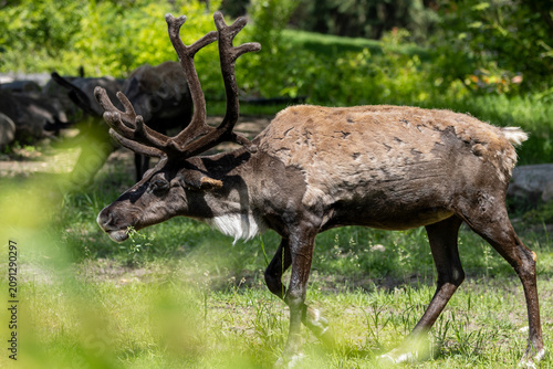 side profile caribou with antlers