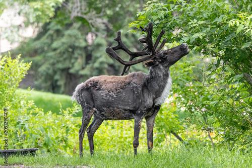 caribou reaching up to eat off tree side profile