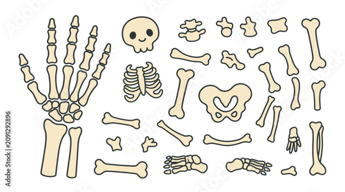 Collection of human bones including skull ribs pelvis femur and hand