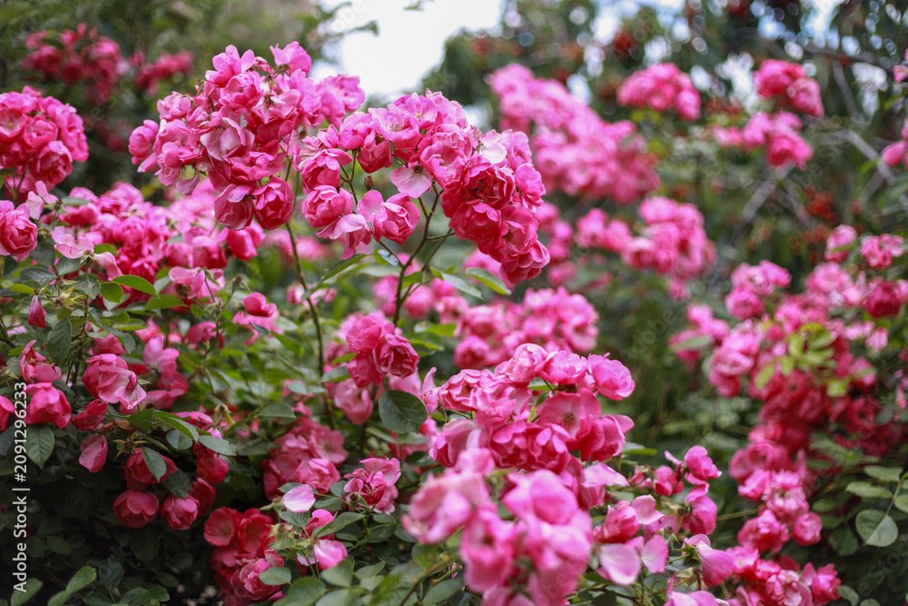 Obraz premium Beautiful climbing rose hybrid shrub covered with clusters of small bright pink blossoms, blooming abundantly in a spring garden and creating a romantic, delicate, and colorful display that attracts p