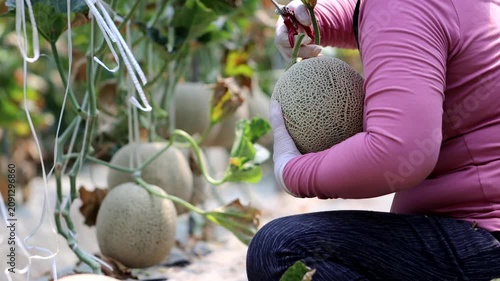 Fresh melon fruit slicing hand agriculture harvesting market kitchen food ingredient k food 신선 멜론 과일 손질 손 농업 수확 재배 농가 한국 음식 식재료 디저트 메론 마켓 주방 요리 과육