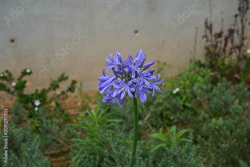 Fotografía African lily, or Agapanthus africanus blue flowers