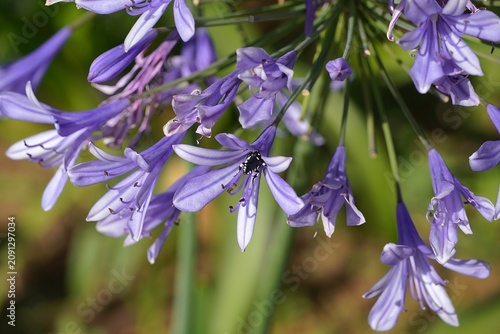 Fotografía A Thyreus bee on African lily, or Agapanthus africanus purple flowers