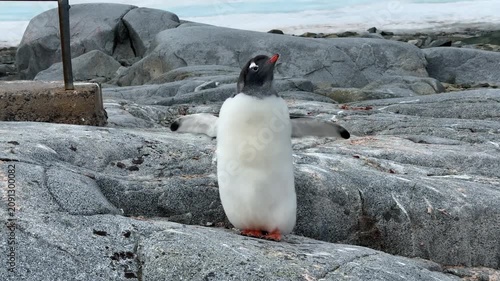 Gentoo Penguin Flapping Flippers on Rocky Shore of Wiencke Island Antarctica