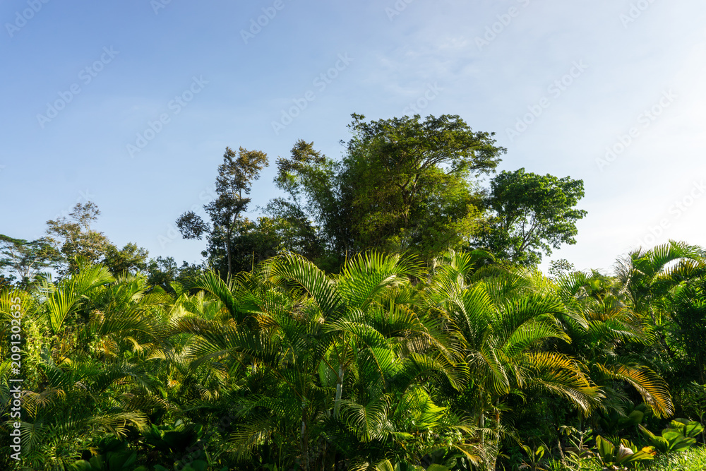 Fototapeta premium Low angle view of green palm leaves against a clear blue sky.