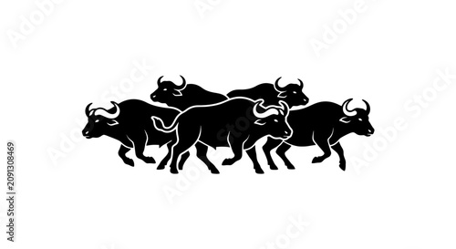 A group of black bulls running together.