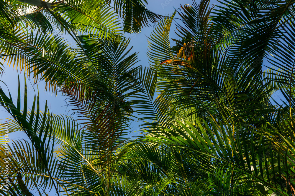 Fototapeta premium Looking up through lush green tropical palm trees canopy under the blue sky.