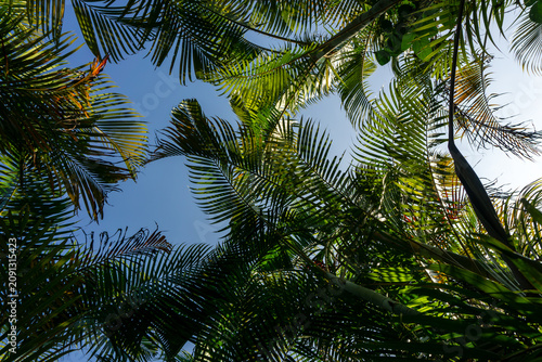 Foto Looking up through lush green tropical palm trees canopy under the blue sky