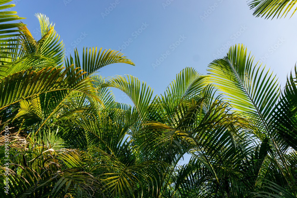 Fototapeta premium Low angle view of green palm leaves against a clear blue sky.