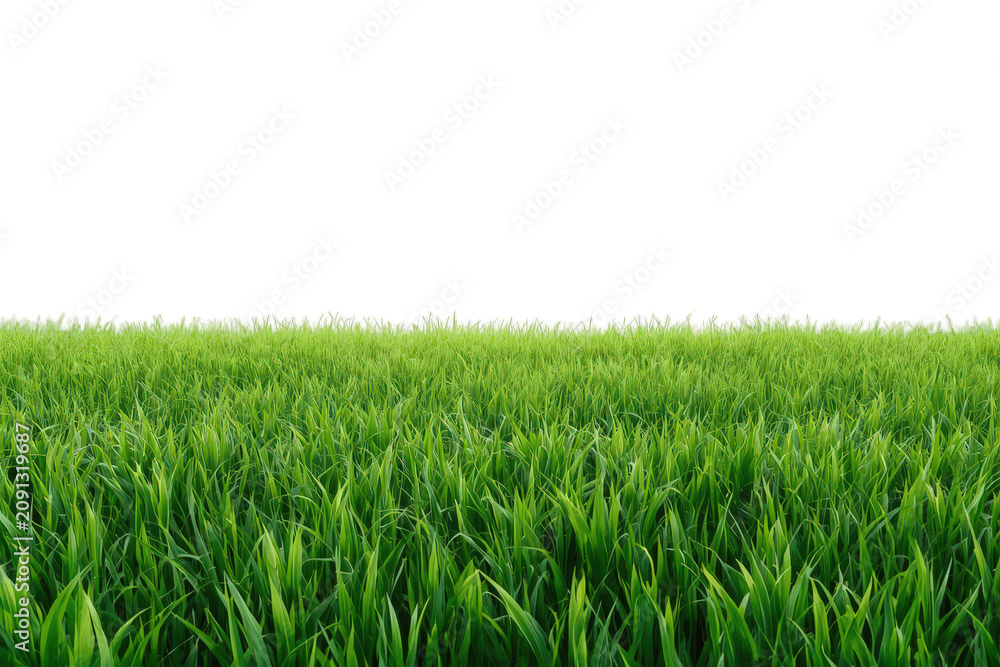 Fototapeta premium Lush green grass creating a natural ground, symbolizing spring, organic growth, and outdoor beauty with a transparent background