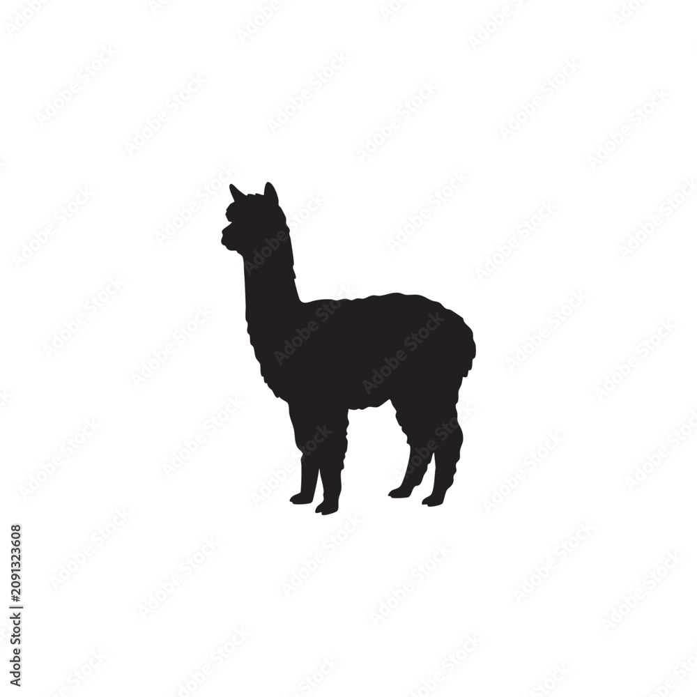 Fototapeta premium Black alpaca silhouette standing isolated on white background, Vector, illustration