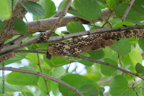 bee on a tree