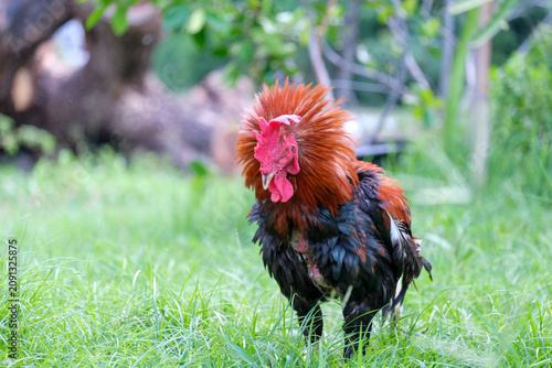 rooster in the grass