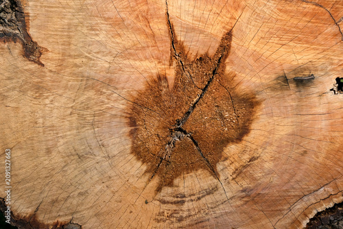 cross section of tree trunk