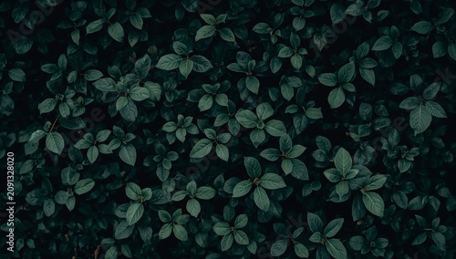 Dark Green Leaves Covering the Ground in a Natural Setting During Daylight