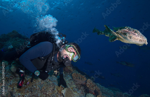 Diver and Wobbegong rare carpet shark in Indonesia 