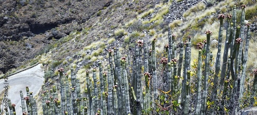 Kanareninsel La Palma mit Kakteen