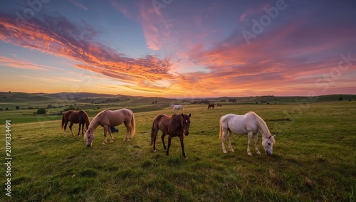 Horses Graze in a Green Field During Sunset With Colorful Sky Over the Landscape