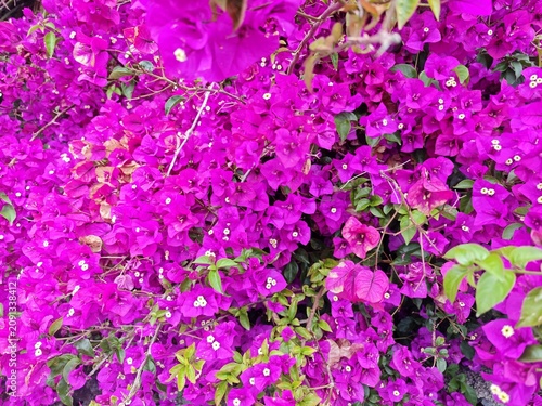 Bild auf Leinwand Pinkfarbene Blume auf La Palma