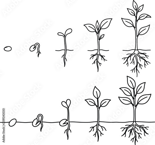Canvastavla Botanical growth stages illustration showing seed germination and plant developm