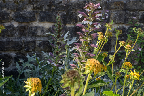Fotografie Bear's breeches flowers growing in a rustic garden, blooming Acanthus mollis against an old stone wall background
