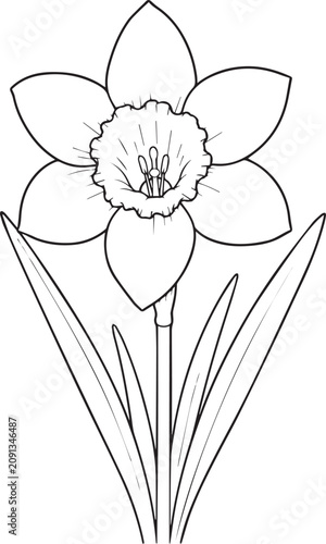 Realistic Daffodil Flower Black and White Vector Line Art Illustration