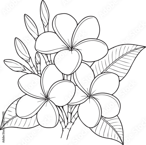 Realistic Plumeria Flower Black and White Vector Line Art Illustration