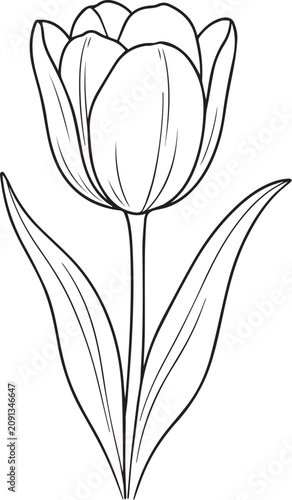 Realistic Tulip Flower Black and White Vector Line Art Illustration