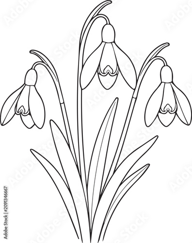 Realistic Snowdrop Flower Black and White Vector Line Art Illustration