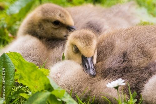 Фотография Cute gosling sitting in the green grass close up portraits of cuddling cute fluf