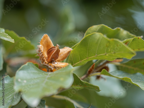 Die Nahaufnahme zeigt einen kleinen Zweig einer Rotbuche (Fagus sylvatica) mit einem geöffneten Fruchtbecher, in dem sich braune, reife Bucheckern befinden.