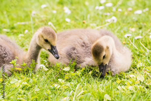 фотографія Cute gosling sitting in the green grass close up portraits of cuddling cute fluf