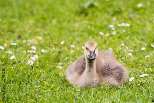 фотографія Cute gosling sitting in the green grass close up portraits of cuddling cute fluf