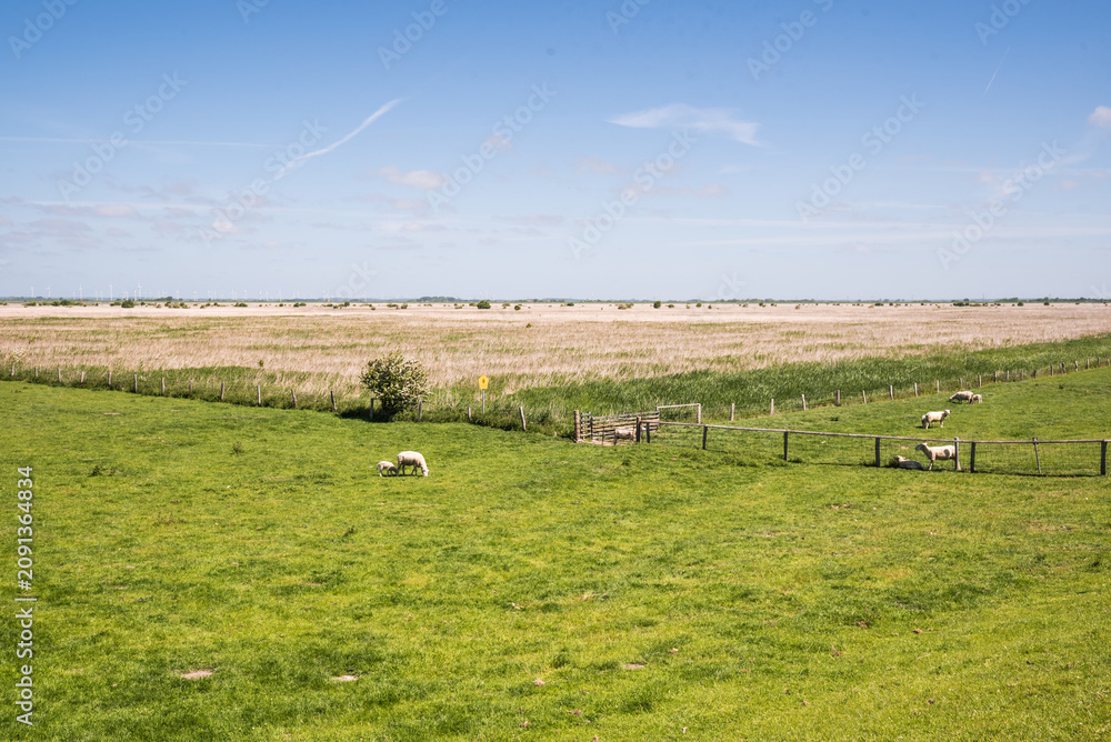 Obraz premium Scenic salt marshes with grazing sheep in Nordstrand near Husum Schleswig Holstein