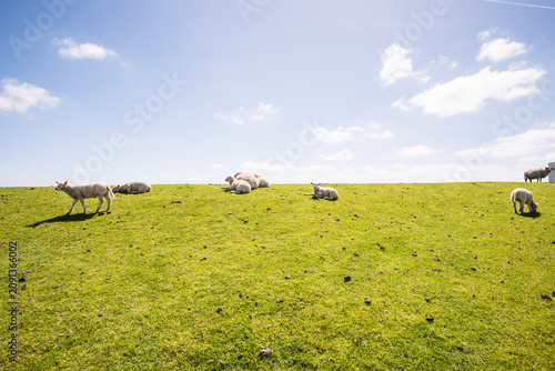 Scenic salt marshes with grazing sheep in Nordstrand near Husum Schleswig Holstein