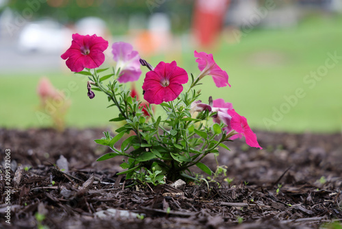Billede på lærred Fleurs de pétunia dans le jardin, sur fond d'herbe verte.